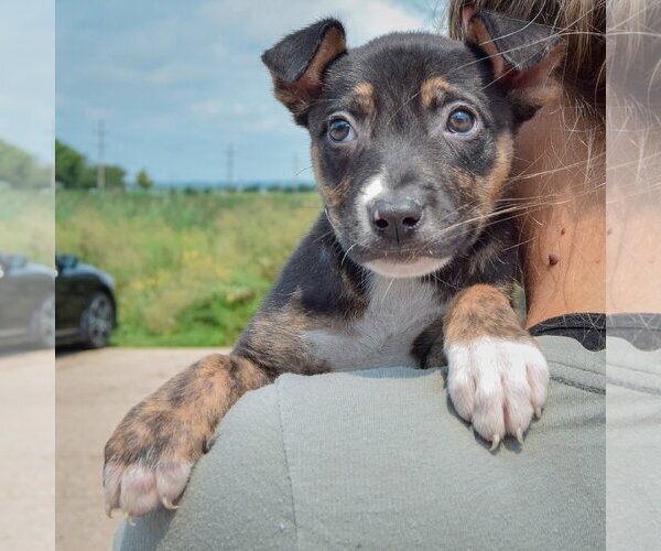 Medium Photo #5 Labsky Puppy For Sale in Huntley, IL, USA