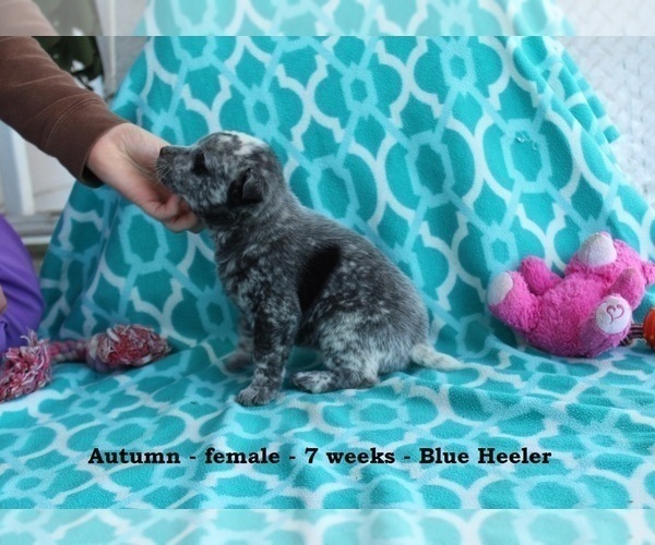 Medium Photo #2 Texas Heeler Puppy For Sale in CLARKRANGE, TN, USA