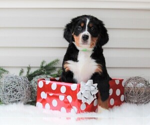 Bernese Mountain Dog Puppy for sale in APPLE CREEK, OH, USA