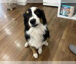 Small #1 Border Collie Mix