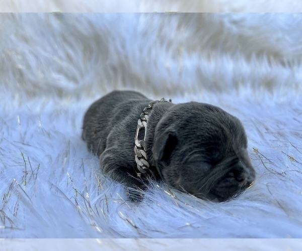 Medium Photo #29 French Bulldog Puppy For Sale in HAYWARD, CA, USA