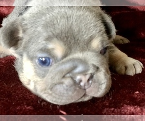 French Bulldog Puppy for sale in BUCKS BAR, CA, USA