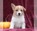 Small Pembroke Welsh Corgi