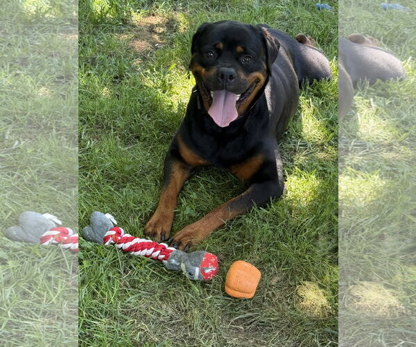 Medium Photo #2 Rottweiler Puppy For Sale in Mooresville, NC, USA
