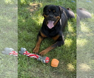 Fudgie - Female Rottweiler Dog for Adoption - Photo #2
