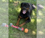 Small #1 Rottweiler