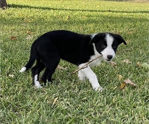 Border Collie Puppy for sale in FORT WORTH, TX, USA