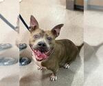 Small #2 American Pit Bull Terrier