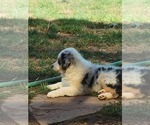 Small #1 Australian Shepherd