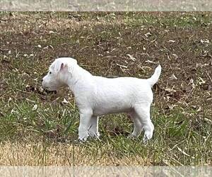 Jack Russell Terrier Puppy for sale in ADAIRSVILLE, GA, USA