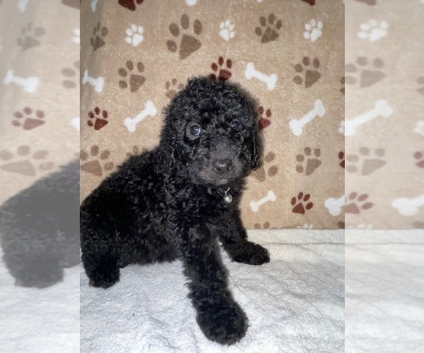 Medium Photo #12 Poodle (Standard) Puppy For Sale in RALEIGH, NC, USA