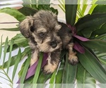 Small Photo #22 Schnauzer (Miniature) Puppy For Sale in FORT PIERCE, FL, USA