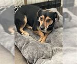 Small Meagle