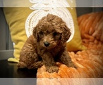 Small #9 Goldendoodle (Miniature)
