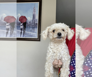 Maltese-Poodle (Toy) Mix Puppy for sale in PLANO, TX, USA