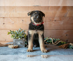 Small Photo #9 German Shepherd Dog Puppy For Sale in GORDONVILLE, PA, USA