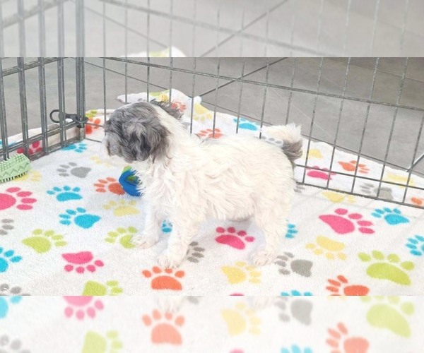 Medium Photo #11 Havapoo Puppy For Sale in ORO VALLEY, AZ, USA