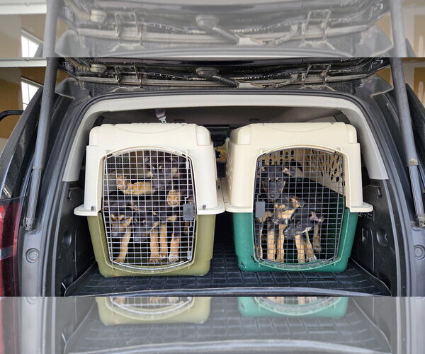Medium Photo #3 German Shepherd Dog-Unknown Mix Puppy For Sale in Centreville, VA, USA