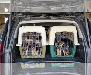 Zaida 7285 - Female German Shepherd Dog-Unknown Mix Dog for Adoption - Photo #3