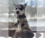 Small Photo #10 Siberian Husky Puppy For Sale in DANBY, VT, USA