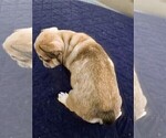 Small #3 French Bulldog