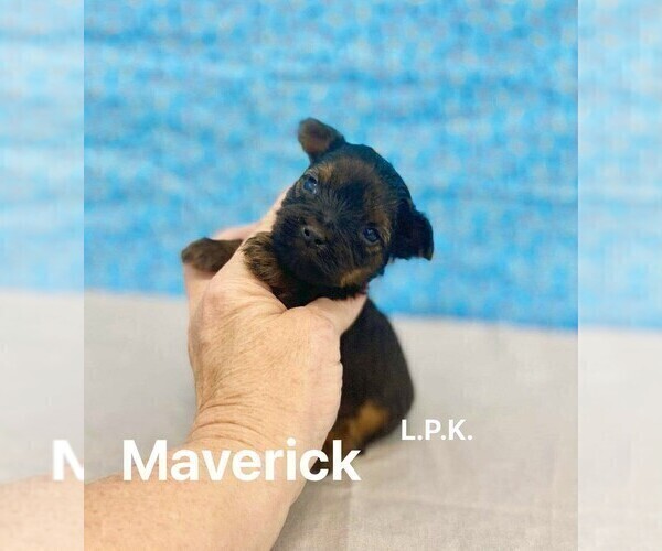 Medium Photo #3 Yorkshire Terrier Puppy For Sale in WINNSBORO, LA, USA