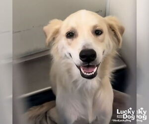 Medium Retriever -Spaniel Mix
