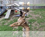 Small #4 German Shepherd Dog