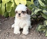 Small #1 Shih Tzu