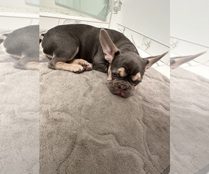 French Bulldog Puppy for sale in CHICAGO, IL, USA