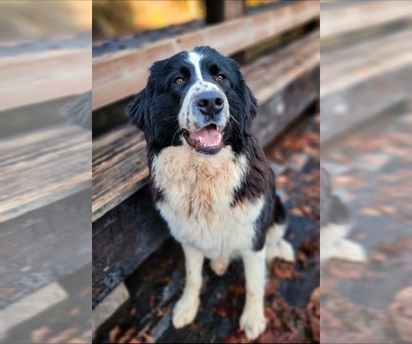 Medium Photo #1 Great Bernese Puppy For Sale in ARLINGTON, WA, USA