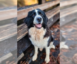 Mother of the Great Bernese puppies born on 05/29/2025