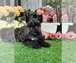 Small #1 Schnauzer (Miniature)