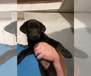 Labrador Retriever Puppy for sale in GOODHUE, MN, USA