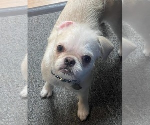 Brug Dogs for adoption in New Hampton, NY, USA