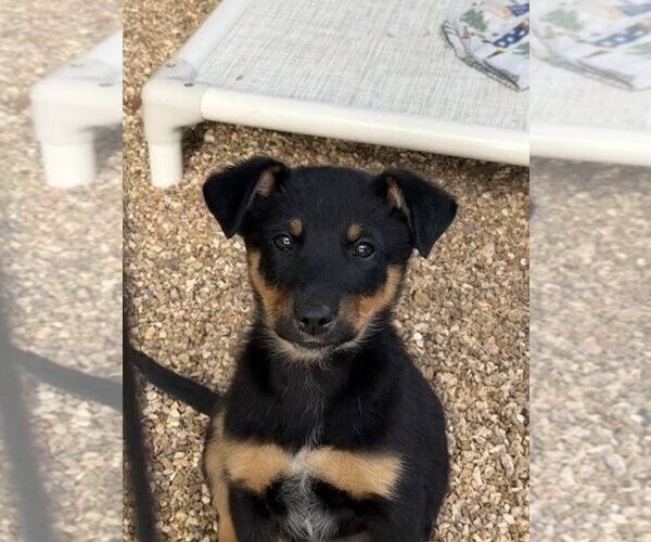 Medium Photo #1 Australian Shepherd-Unknown Mix Puppy For Sale in Bolivar, MO, USA