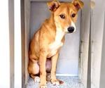 Small #1 Labrador Retriever Mix
