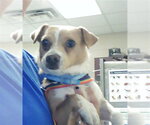Small Parson Russell Terrier