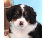 Small Photo #3 Miniature Bernedoodle Puppy For Sale in GORDONVILLE, PA, USA