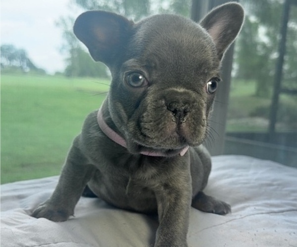 Medium Photo #7 French Bulldog Puppy For Sale in VALRICO, FL, USA
