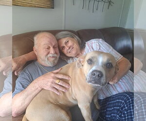 Olive - Female Boxer-Unknown Mix Dog for Adoption - Photo #2