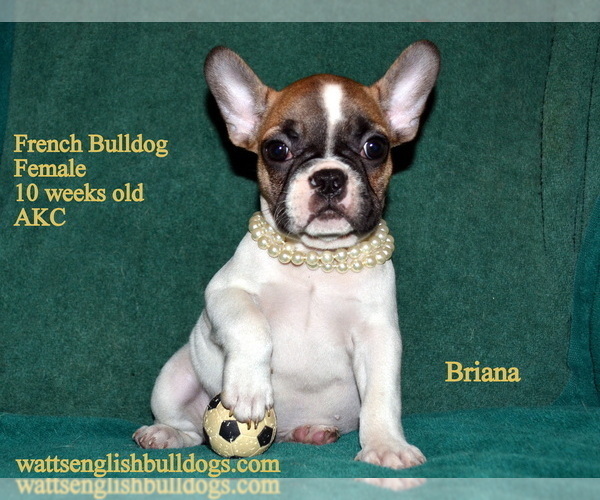 Medium Photo #5 French Bulldog Puppy For Sale in GREENWOOD, MO, USA