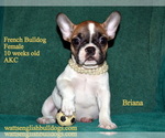 Small Photo #5 French Bulldog Puppy For Sale in GREENWOOD, MO, USA