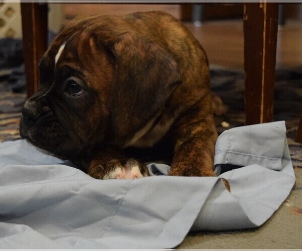 Medium Photo #3 Boxer Puppy For Sale in HUMBOLDT, NE, USA