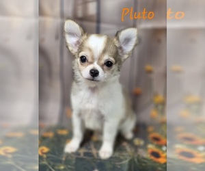 Chihuahua Puppy for sale in HOMERVILLE, GA, USA