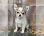 Image preview for Ad Listing. Nickname: Pluto