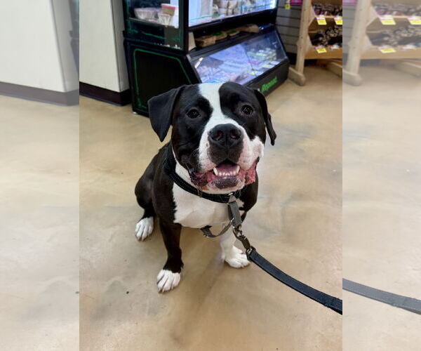 Medium Photo #9 Mutt Puppy For Sale in Alexandria, VA, USA