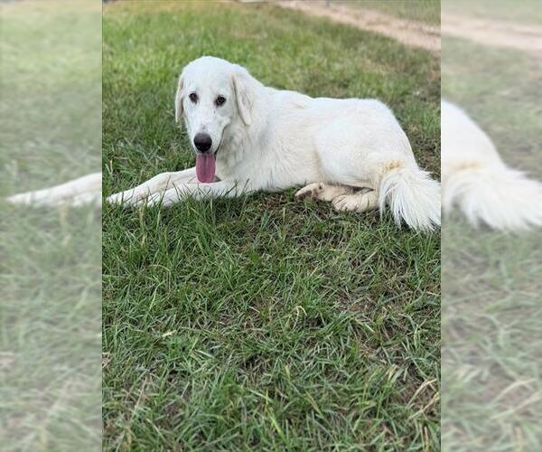 Medium Photo #2 Great Pyrenees Puppy For Sale in Conroe, TX, USA