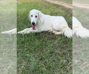 DIVA - Female Great Pyrenees Dog for Adoption - Photo #2