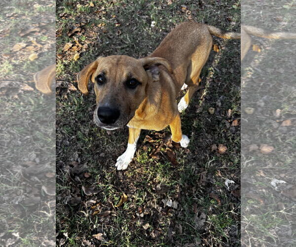 Medium Photo #8 Shepradors Puppy For Sale in McKinney, TX, USA